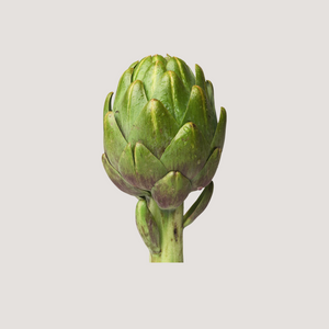 Artichoke, Globe