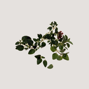 Oregano