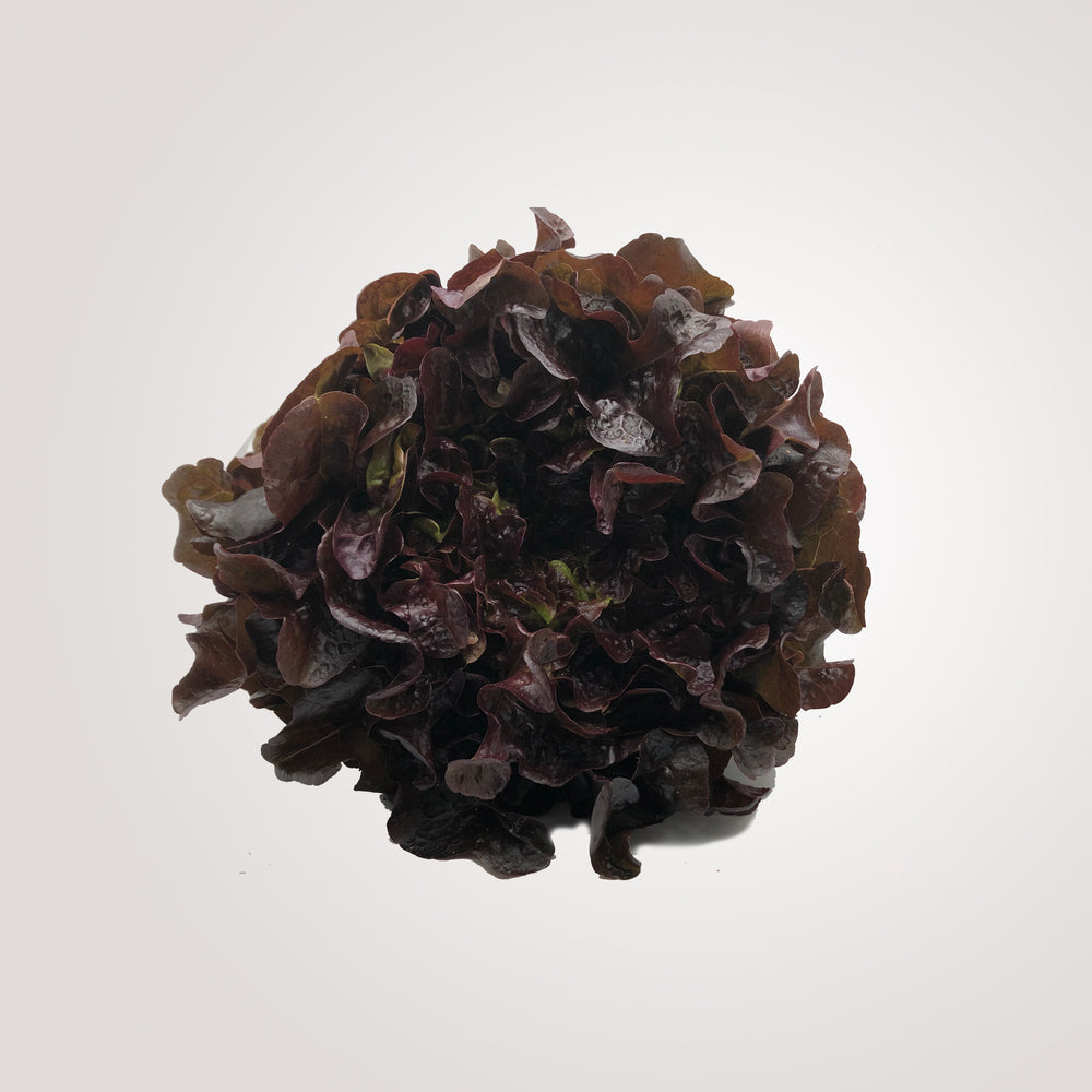 Lettuce, Red Leaf