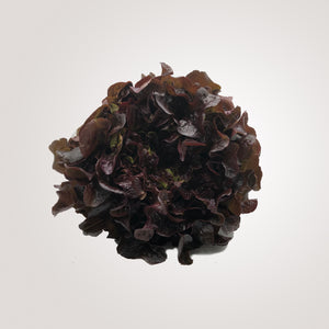 Lettuce, Red Leaf